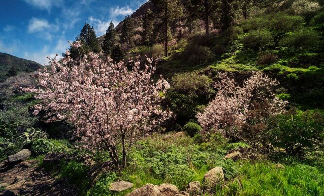 Mandelblüte auf Mallorca