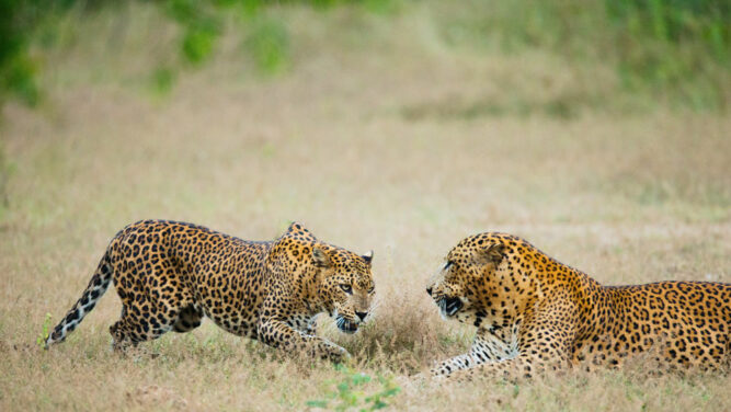 Ein männlicher und ein weiblicher Leopard im Yala Nationalpark, Sri Lanka