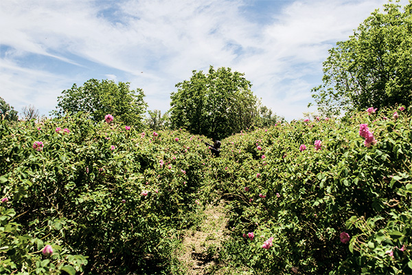 Rosenfarm im Rosental in der Nähe von Kelâa M’Gouna, Marokko