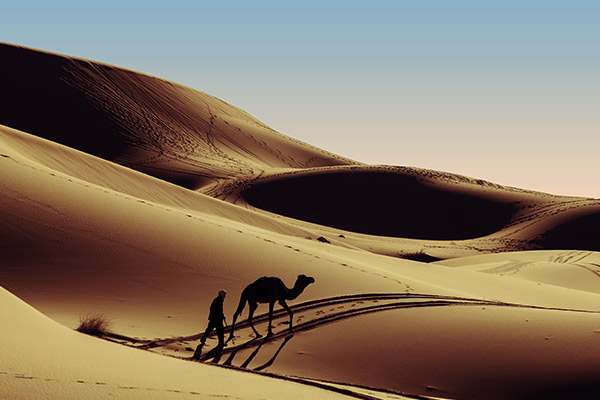 Kamele in der Wüste von Zagora