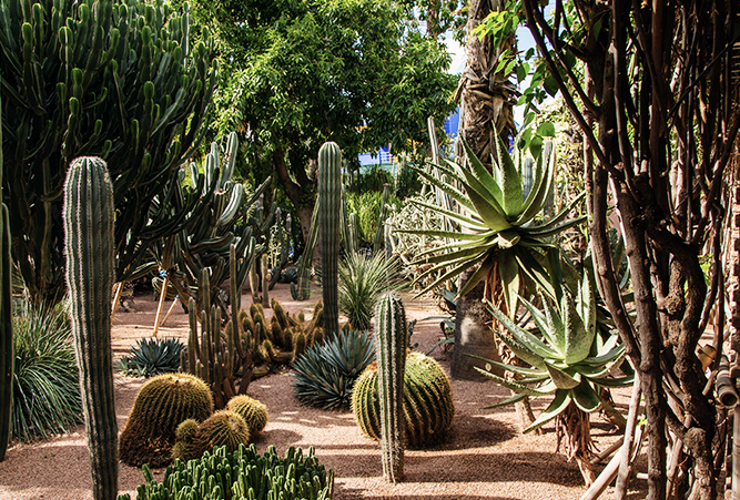 Jardin Majorelle