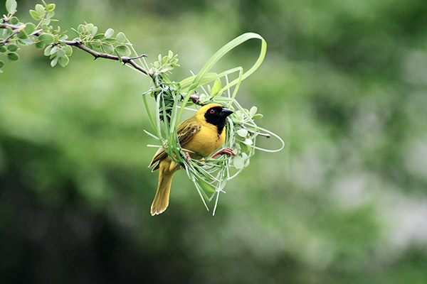 Maskenweber in seinem Nest