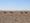 Vier Kamele auf Steppe vor blauem Himmel und Horizont