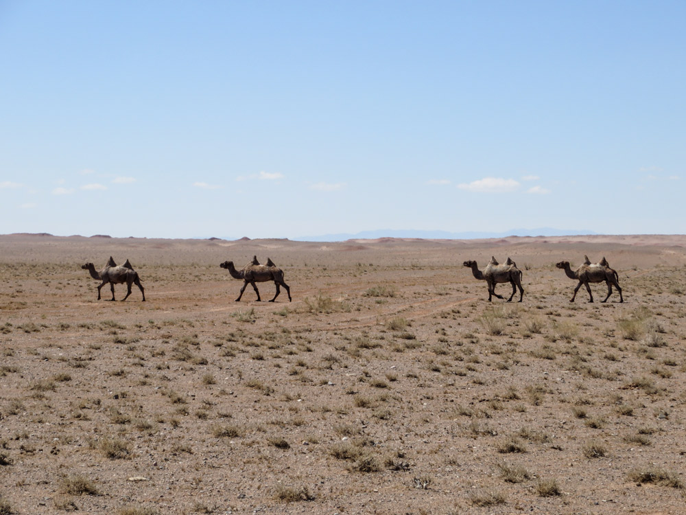 Vier Kamele auf Steppe vor blauem Himmel und Horizont