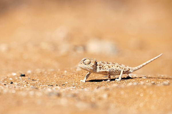 Kleines Namaqua Chamäleon im Dorob Nationalpark