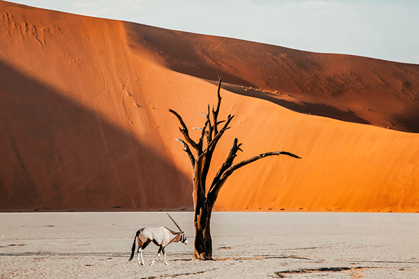 Oryx Antilope in der Namib Wüste