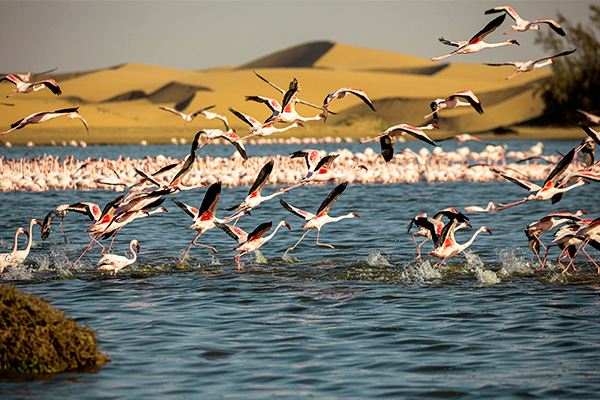 Flamingos im Vogelparadies, Walvis Bay