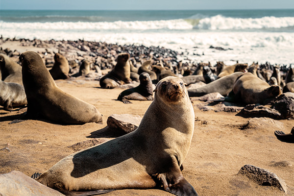 Zahlreiche Robben im Kap-Kreuz-Seehaus an der Skelettküste