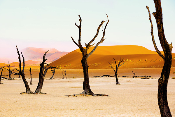 Die knochigen Bäume der Dead Vlei