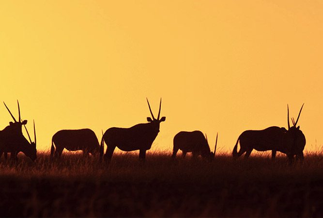 Panoramablick auf Antilopen im Abendlicht