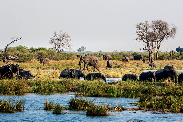 Elefanten im Bwabwata Nationalpark