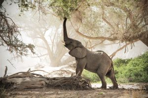 Junger Elefant der mit dem Rüssel nach Blättern über ihm greift