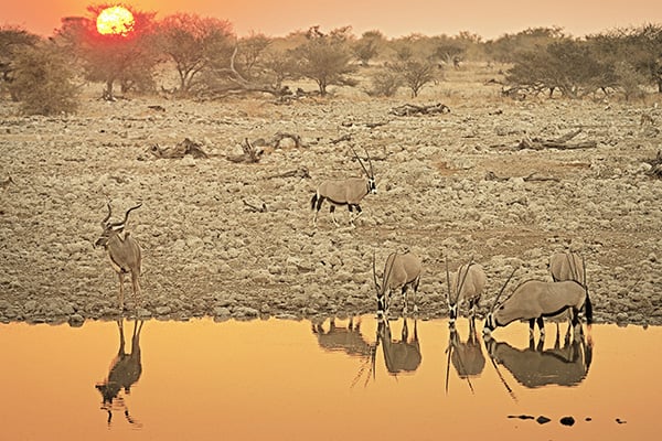 Antilopen im Etosha Nationalpark