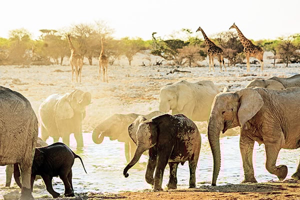 Wildtiere im Etosha Nationalpark