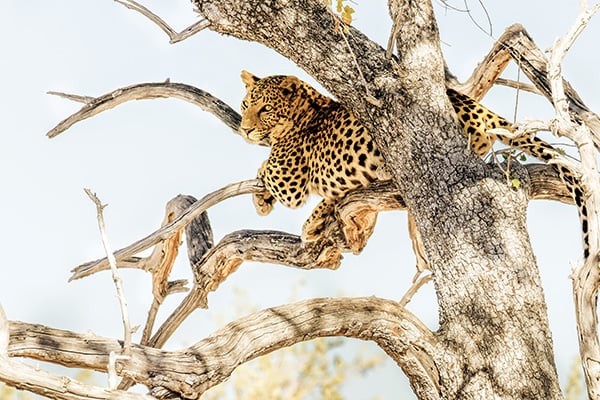 Leopard im Etosha Nationalpark
