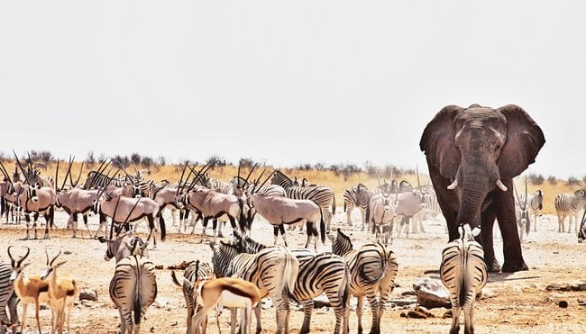 Tiere im Etosha Nationalpark