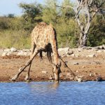 Giraffe über einem Wasserloch