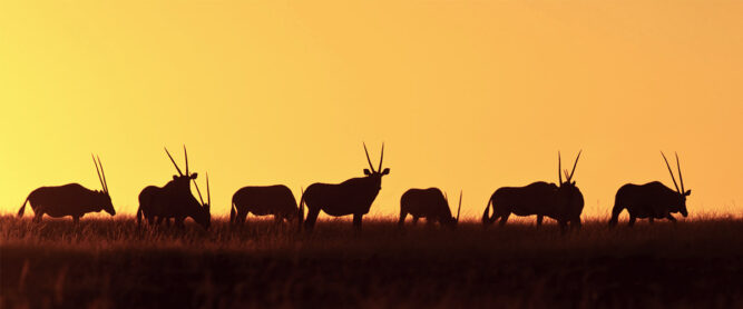 Headerbild. Antilopen vor einem Sonnenuntergang