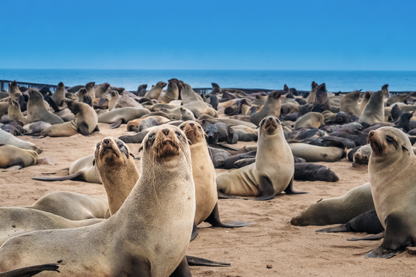 Seehunde am Kap Cross Seal Reserve