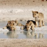 Drei Löwenjunge an einem Wasserloch