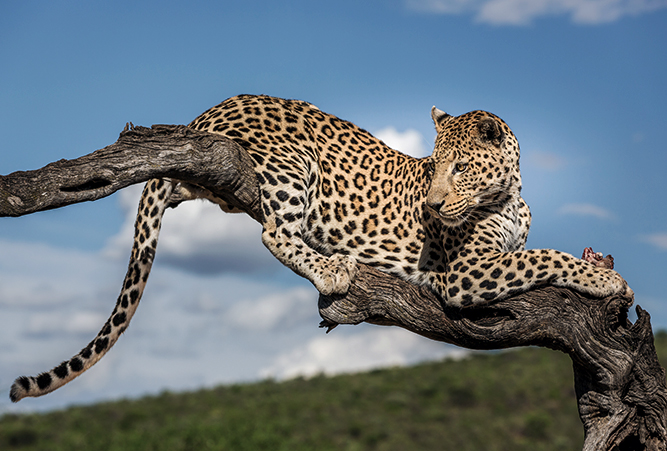 Leopard auf einem Baum in einem der Nationalparks in Namibia
