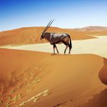 Eine Oryx Antilope mit langen Hörnern auf einer Wüstendüne. Blauer Himmel