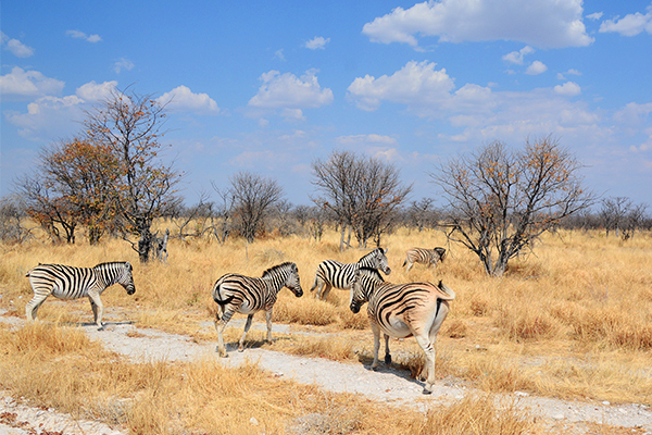 Zebras im Etosha Nationalpark