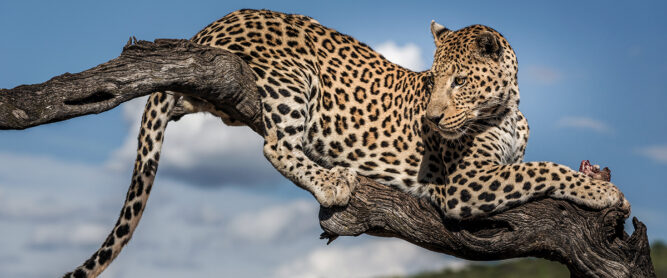 Leopard auf einem Baum in einem der Nationalparks in Namibia