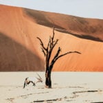 Antilope vor einem knorrigen Baum und roten Dünen im Dead Vlei im Sossusvlei in Namibia