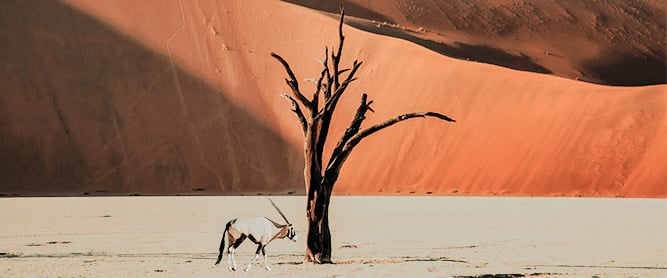 Antilope vor einem knorrigen Baum und roten Dünen im Dead Vlei im Sossusvlei in Namibia