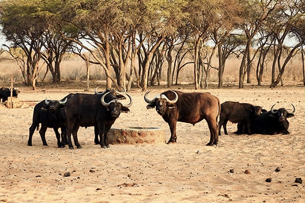 Büffel am Waterberg Plateau
