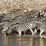 Viele Zebras an einem Waserloch