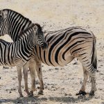 Burchells Steppenzebra -Equus burchellii-