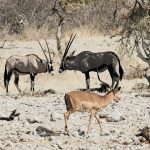 Zwei Oryx Antilopen und ein Schwarznasenimpalabock