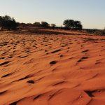 Die roten Dünen der Kalahari