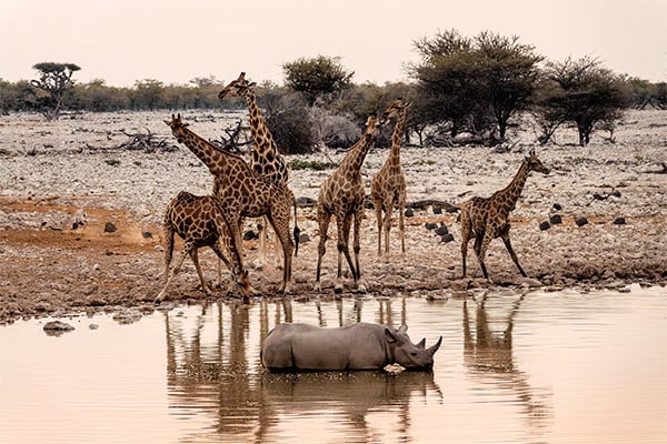 Giraffen und Nashörner am Wasserloch im Etosha Nationalpark