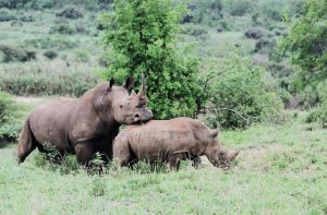 Rhino Mama mit Kind, Südafrika