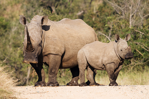 Nashornmutter mit Jungem im Krüger Nationalpark, Südafrika