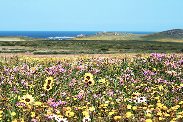 Natur an der Westküste Südafrikas