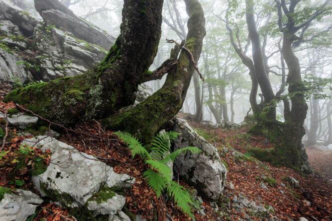 Mystische Stimmung in den Wäldern des Risnjak Nationalparks