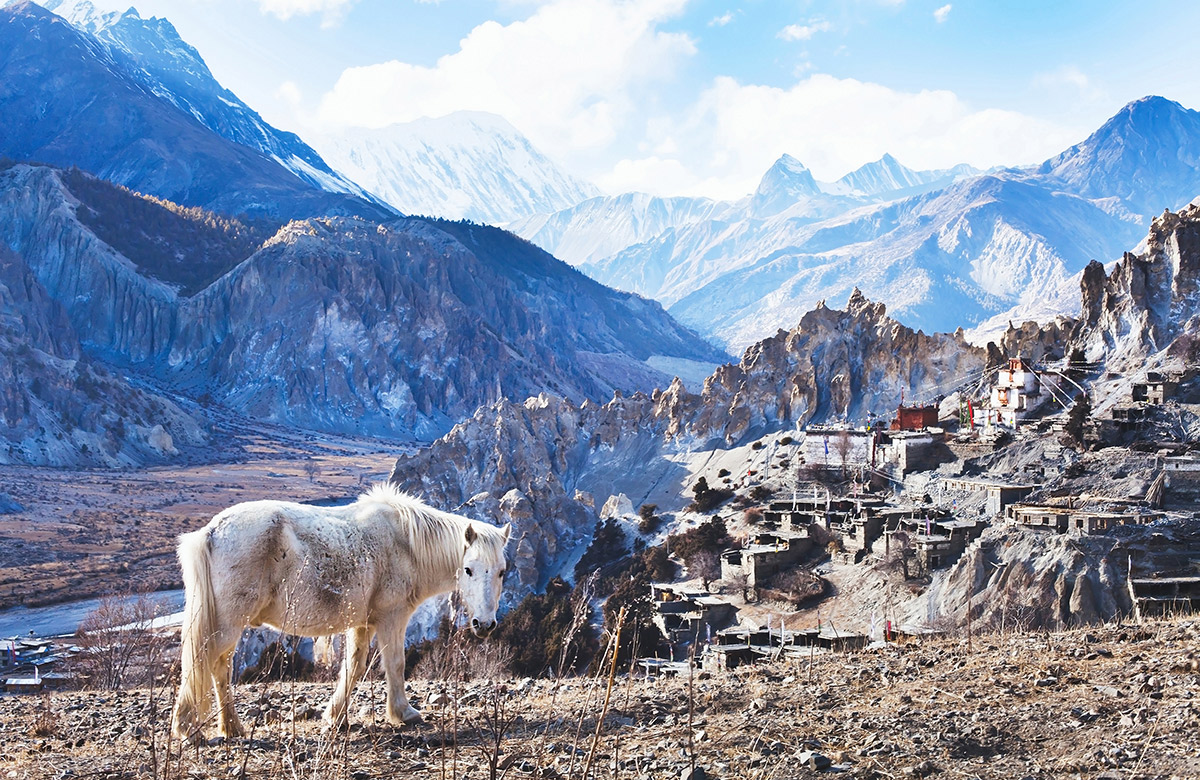 Pferd in der Annapurna Region