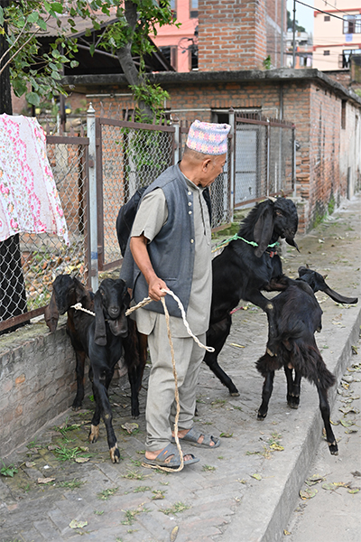 Mann mit Ziegen in Bhaktapur