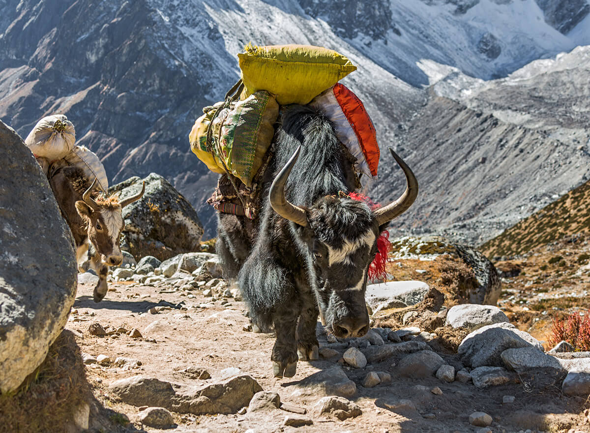 Trekking in der Everest Region