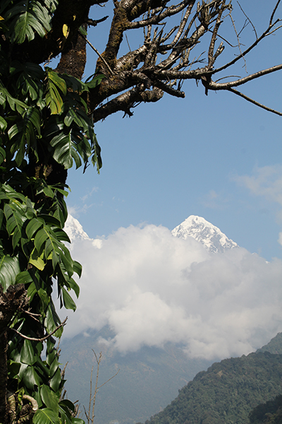 Der außergewöhnlichste Blick der Reise- Tropenpflanzen und Annapurna Süd (7.219 m) auf einen Blick