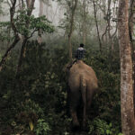 Elefant im Dschungel in Nepal