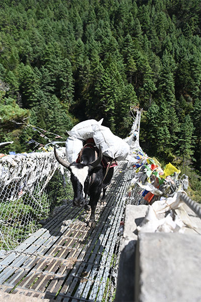 Beladene Yaks auf einer Hängebrücke
