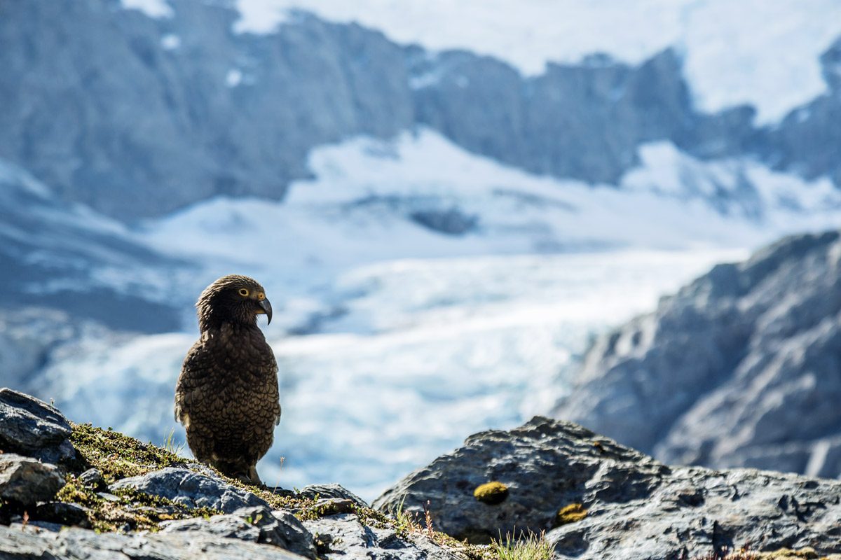 Kea Vogel auf Fels vor Schnee