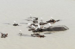 Nilpferde beim Baden, Südafrika