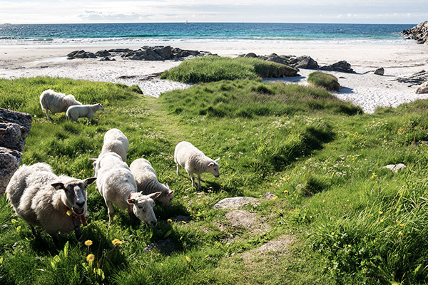 Schafe an der Küste