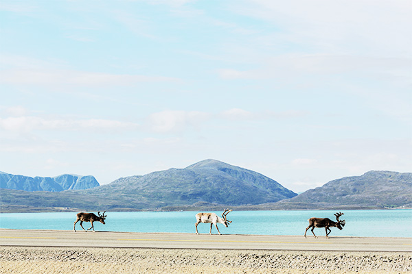 Freilaufende Rentiere in Norwegen